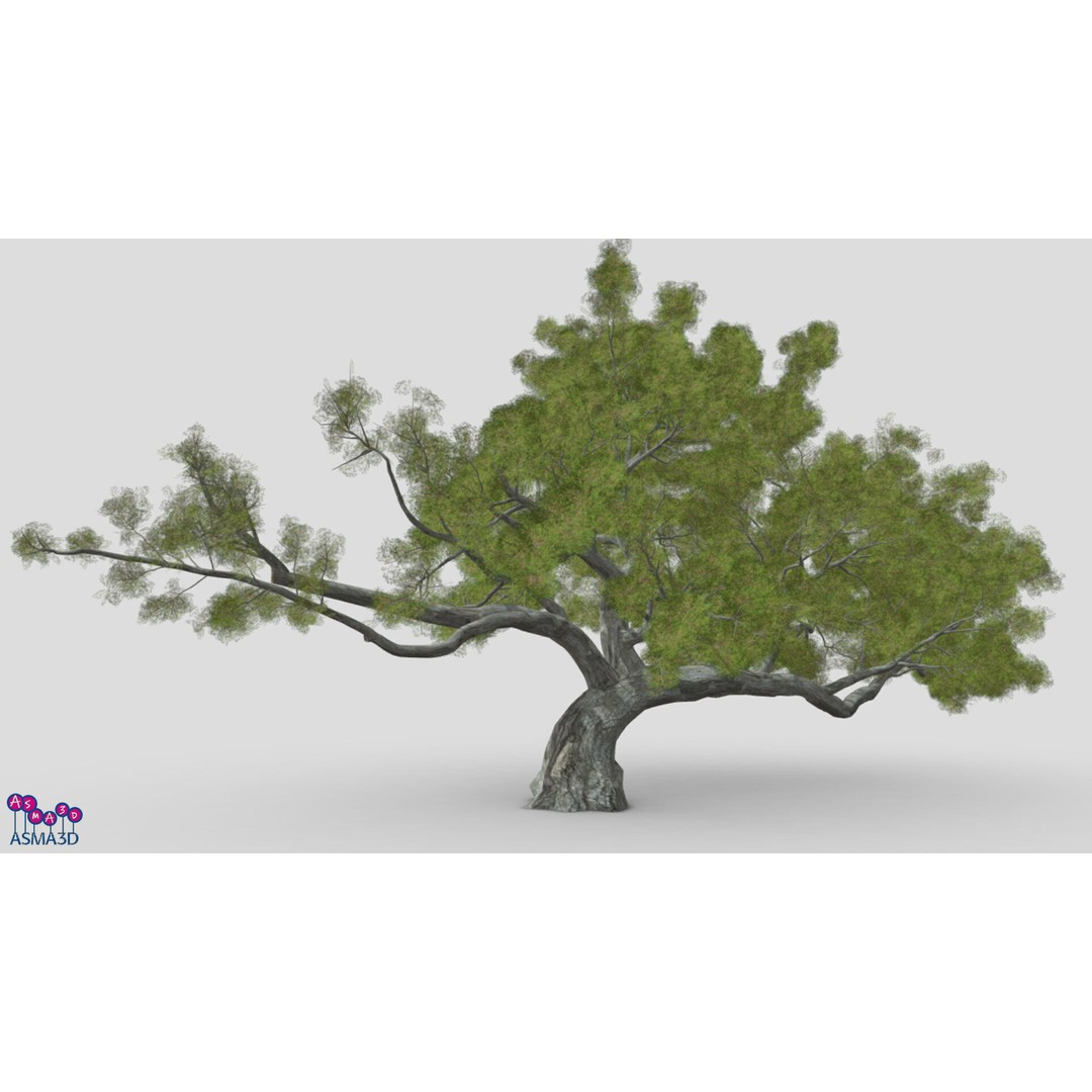 Live Oak Tree 3D Model – Low Poly Plant Asset, FBX Format - View 4