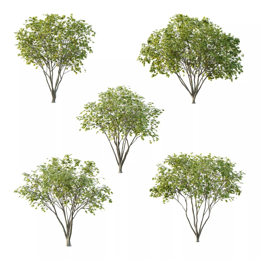 Acer Pseudoplatanus 3D Model – Realistic Spring Tree, FBX & OBJ - View 2