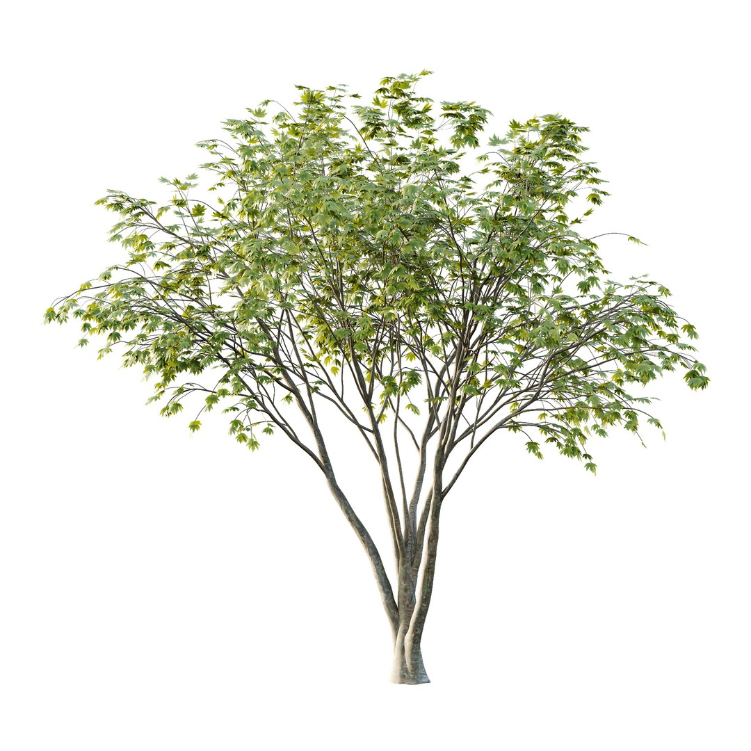 Acer Pseudoplatanus 3D Model – Realistic Spring Tree, FBX & OBJ - View 3