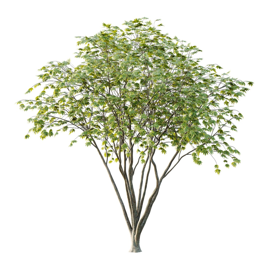 Acer Pseudoplatanus 3D Model – Realistic Spring Tree, FBX & OBJ - View 4