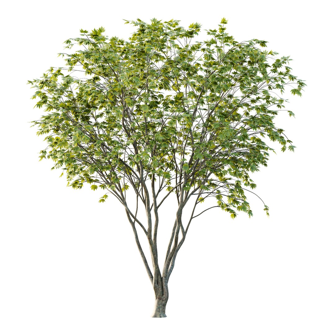 Acer Pseudoplatanus 3D Model – Realistic Spring Tree, FBX & OBJ - View 5