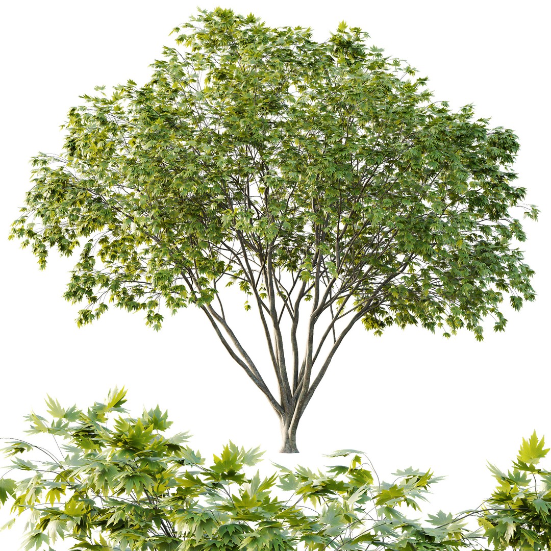 Acer Pseudoplatanus 3D Model – Realistic Spring Tree, FBX & OBJ - View 6