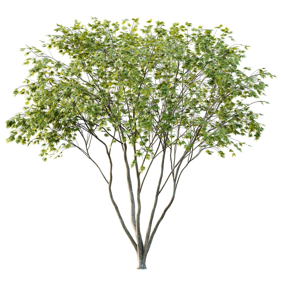 Acer Pseudoplatanus 3D Model – Realistic Spring Tree, FBX & OBJ - View 7