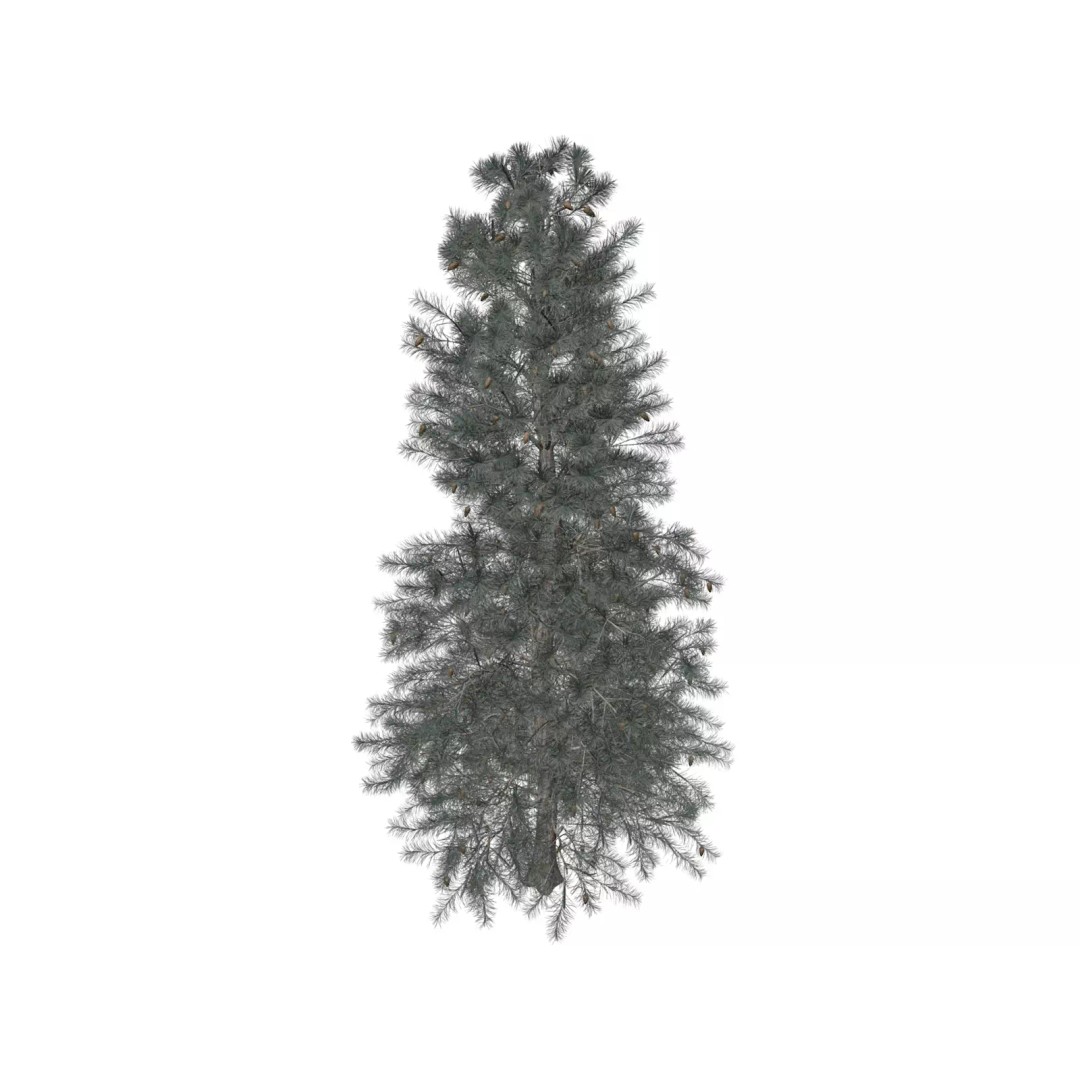 Colorado Blue Spruce Tree 3D Model – Photorealistic Plant Asset, FBX - View 2