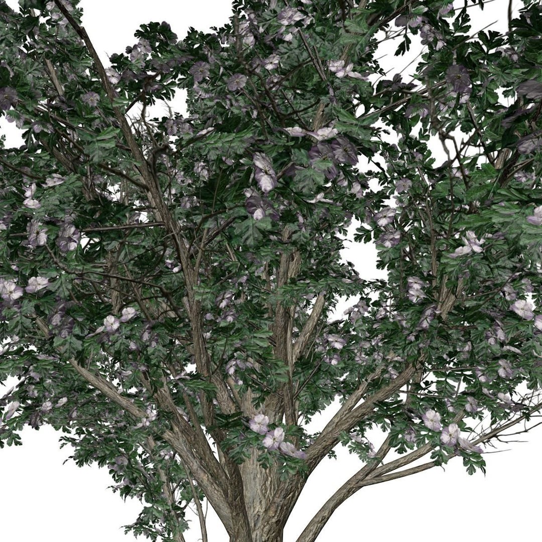 Common Hawthorn Tree 3D Model – Photorealistic Game Asset, FBX, OBJ