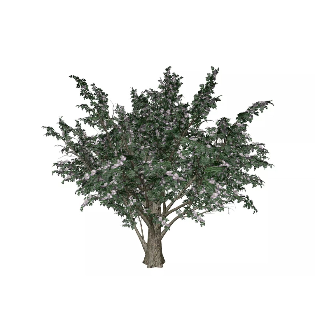 Common Hawthorn Tree 3D Model – Photorealistic Game Asset, FBX, OBJ - View 2