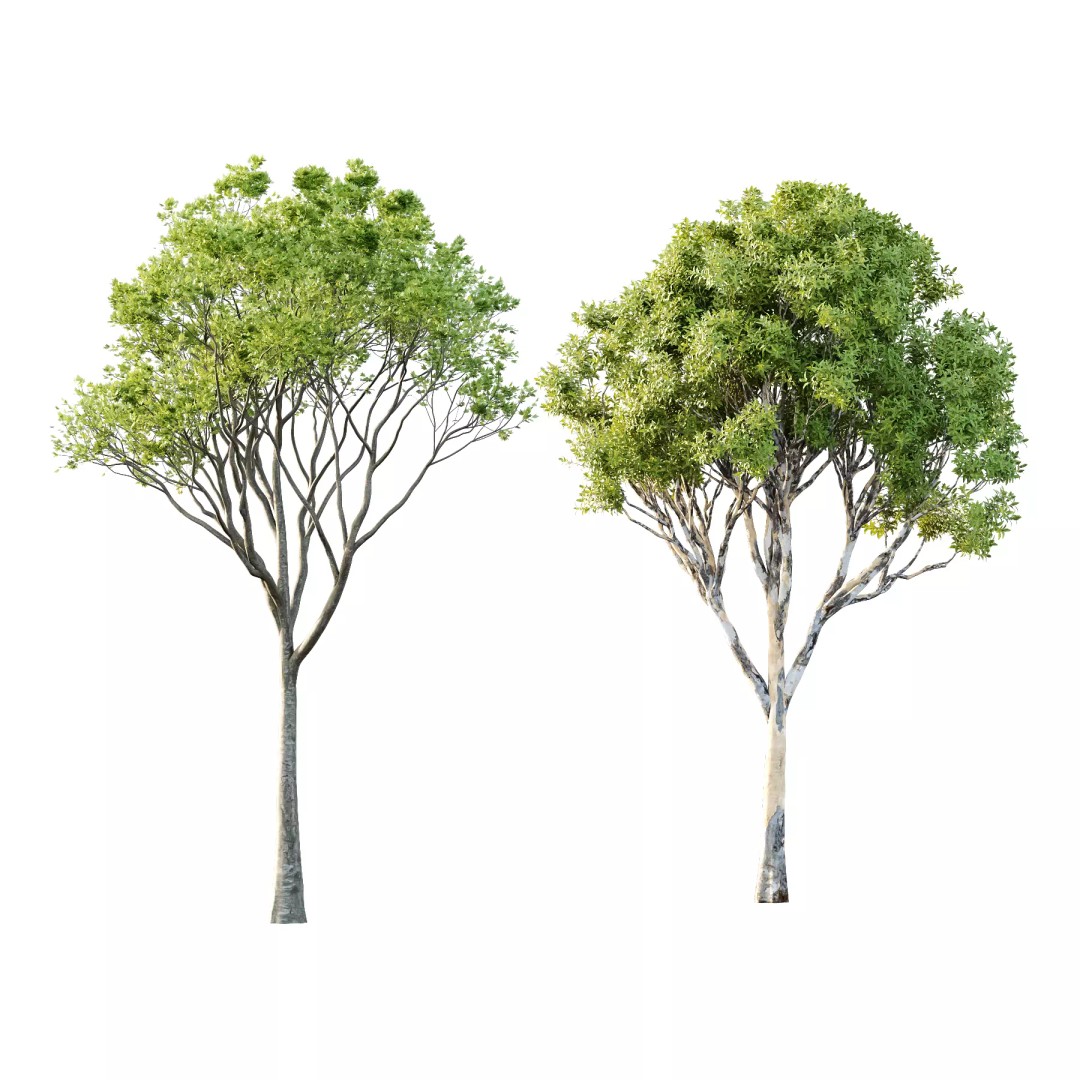 Different Trees 3D Model – High Poly Conifer Assets, FBX & OBJ - View 2