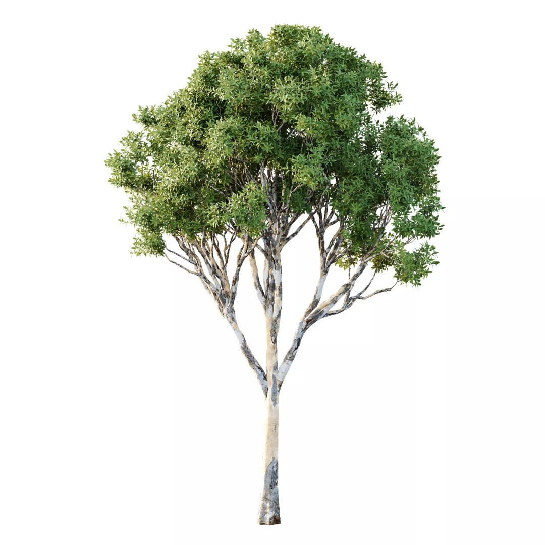 Different Trees 3D Model – High Poly Conifer Assets, FBX & OBJ - View 3