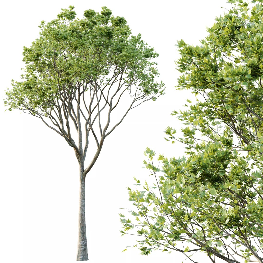 Different Trees 3D Model – High Poly Conifer Assets, FBX & OBJ - View 4