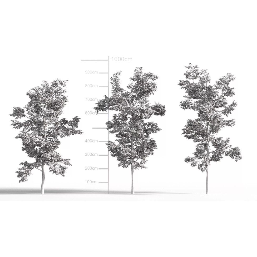 Robinia Pseudoacacia 3D Model – Realistic Black Locust Tree, FBX