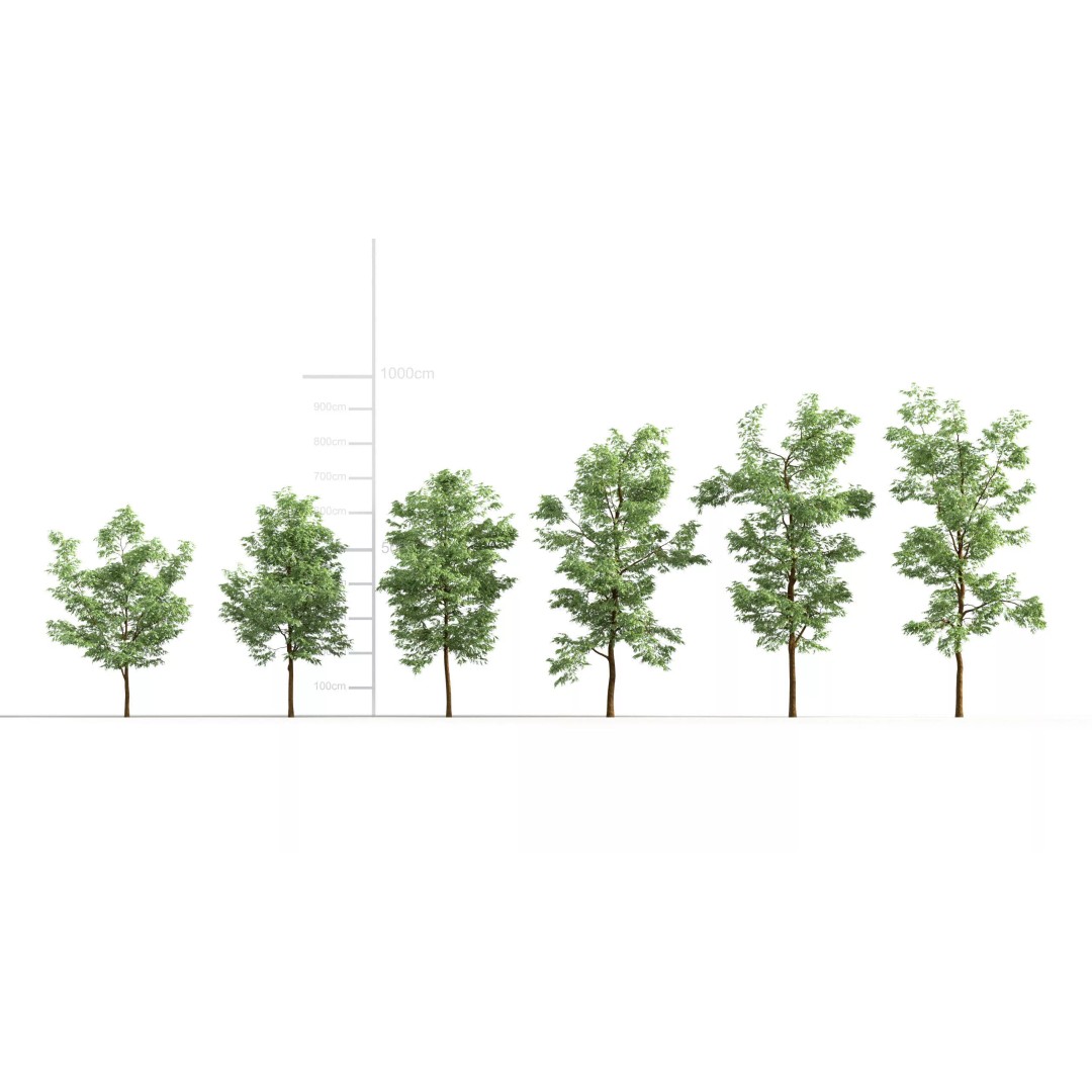 Robinia Pseudoacacia 3D Model – Realistic Black Locust Tree, FBX - View 2