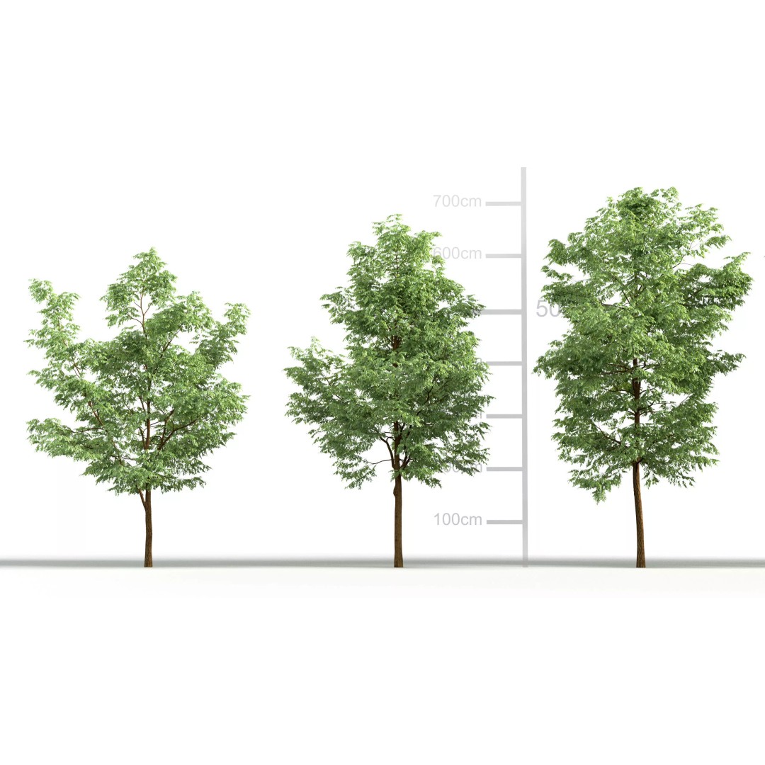 Robinia Pseudoacacia 3D Model – Realistic Black Locust Tree, FBX - View 3