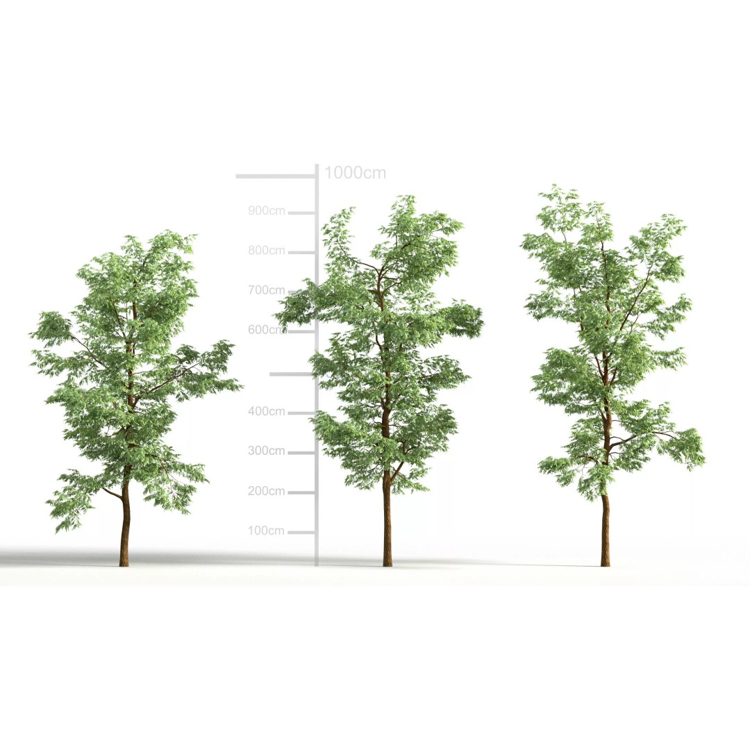 Robinia Pseudoacacia 3D Model – Realistic Black Locust Tree, FBX - View 4