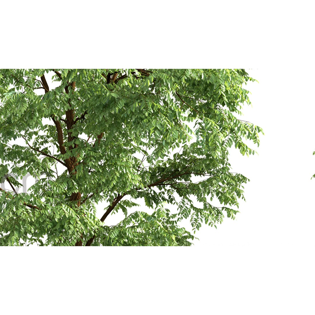 Robinia Pseudoacacia 3D Model – Realistic Black Locust Tree, FBX - View 5