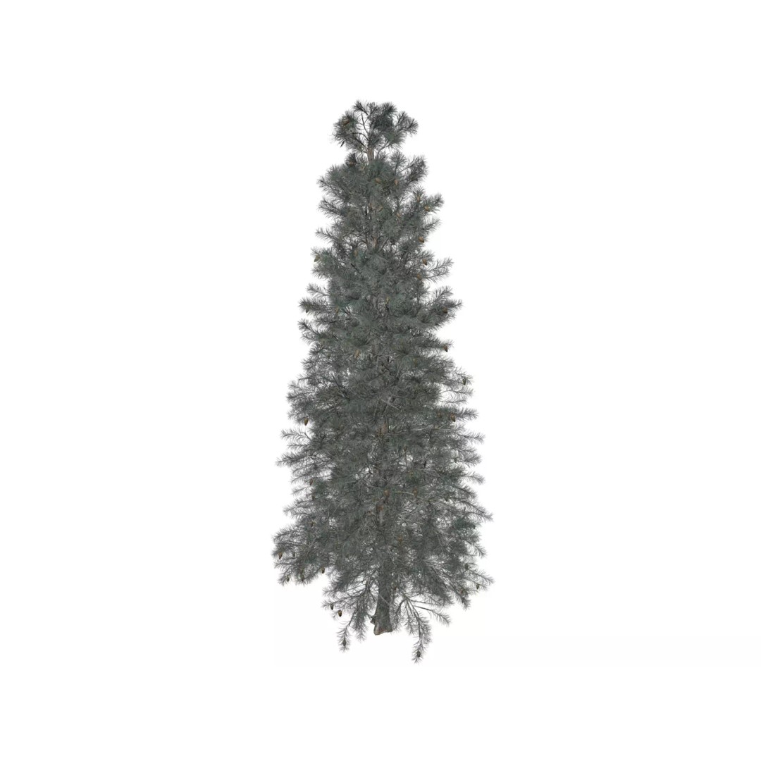 Colorado Blue Spruce Tree 3D Model – Photorealistic Vegetation Asset, FBX - View 2