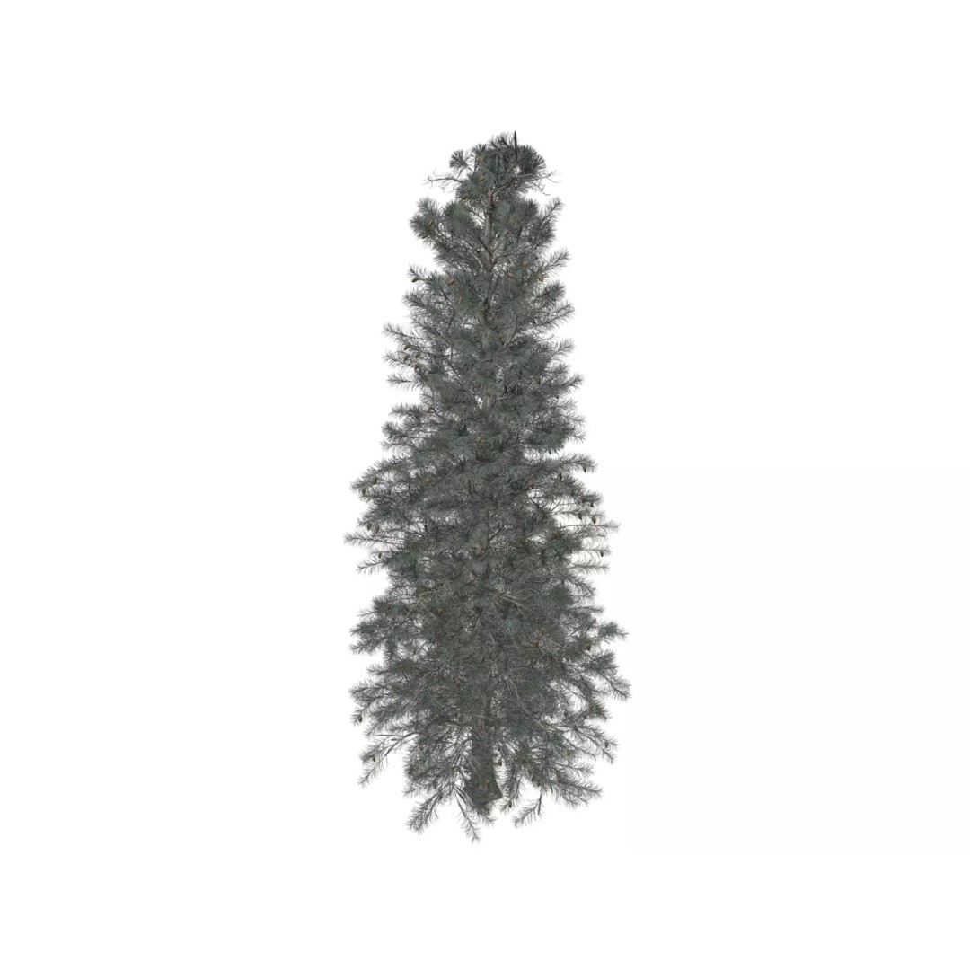 Colorado Blue Spruce Tree 3D Model – Photorealistic Game Asset, FBX - View 2