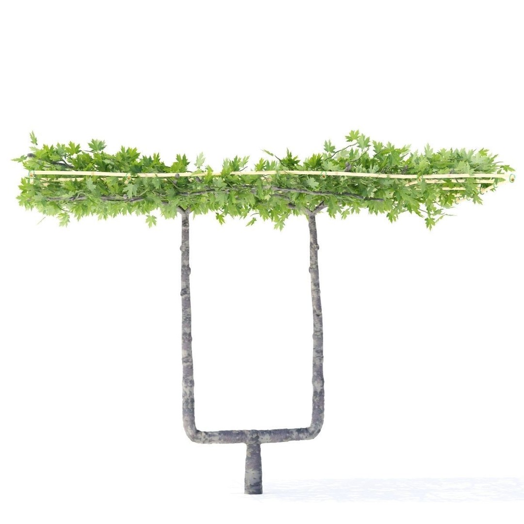Platanus x Acerifolia 3D Model – Roof Style with Benches, FBX & OBJ - View 10