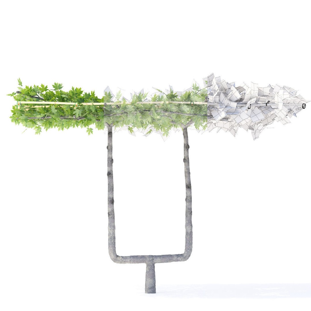 Platanus x Acerifolia 3D Model – Roof Style with Benches, FBX & OBJ - View 3