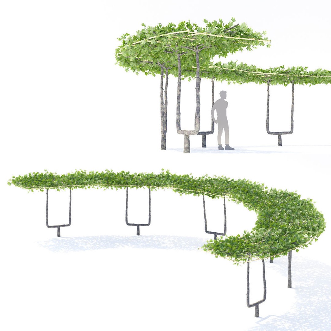 Platanus x Acerifolia 3D Model – Roof Style with Benches, FBX & OBJ - View 4