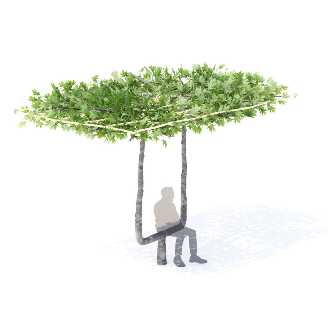 Platanus x Acerifolia 3D Model – Roof Style with Benches, FBX & OBJ - View 5
