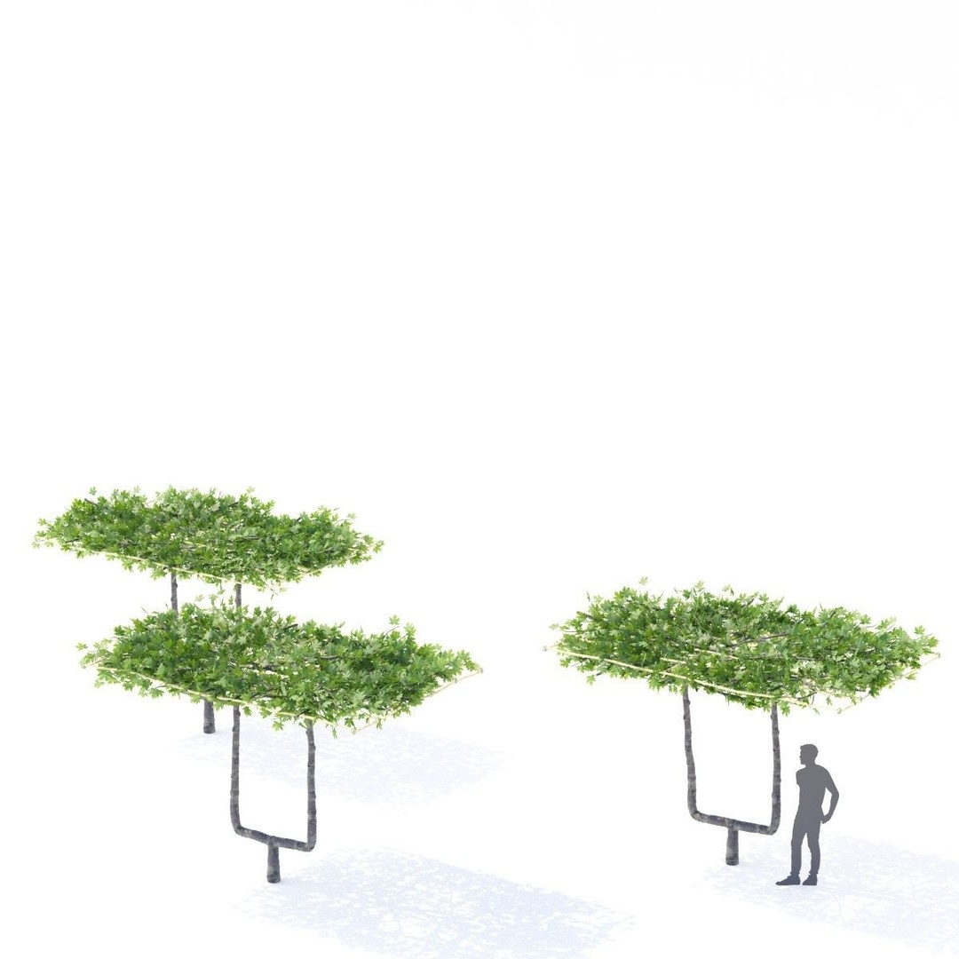 Platanus x Acerifolia 3D Model – Roof Style with Benches, FBX & OBJ - View 6