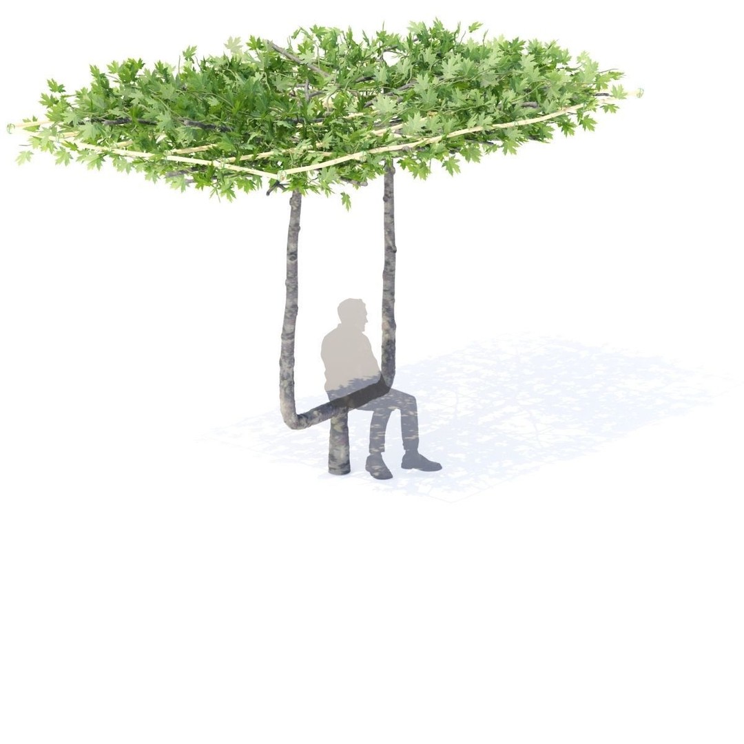 Platanus x Acerifolia 3D Model – Roof Style with Benches, FBX & OBJ - View 7
