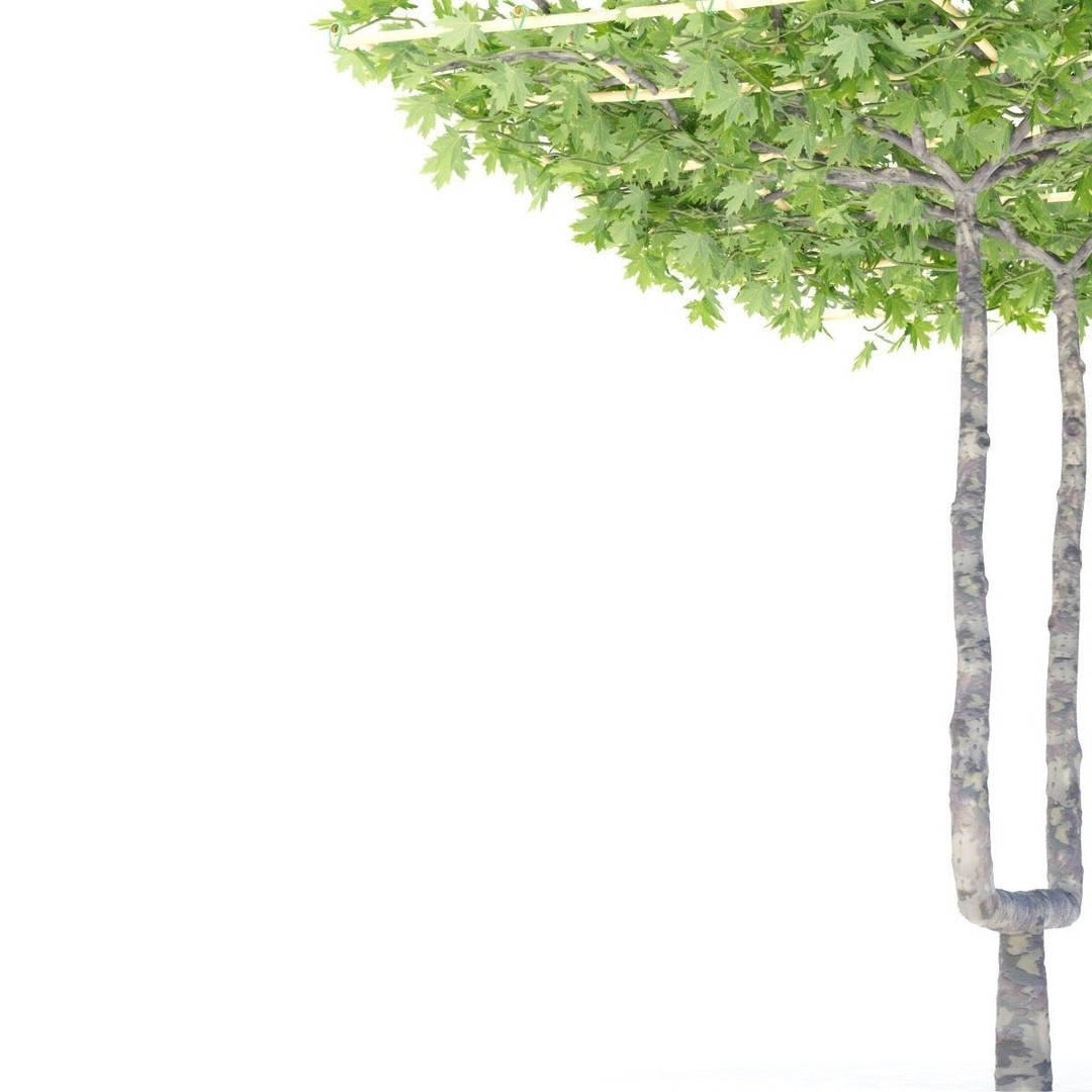 Platanus x Acerifolia 3D Model – Roof Style with Benches, FBX & OBJ - View 8