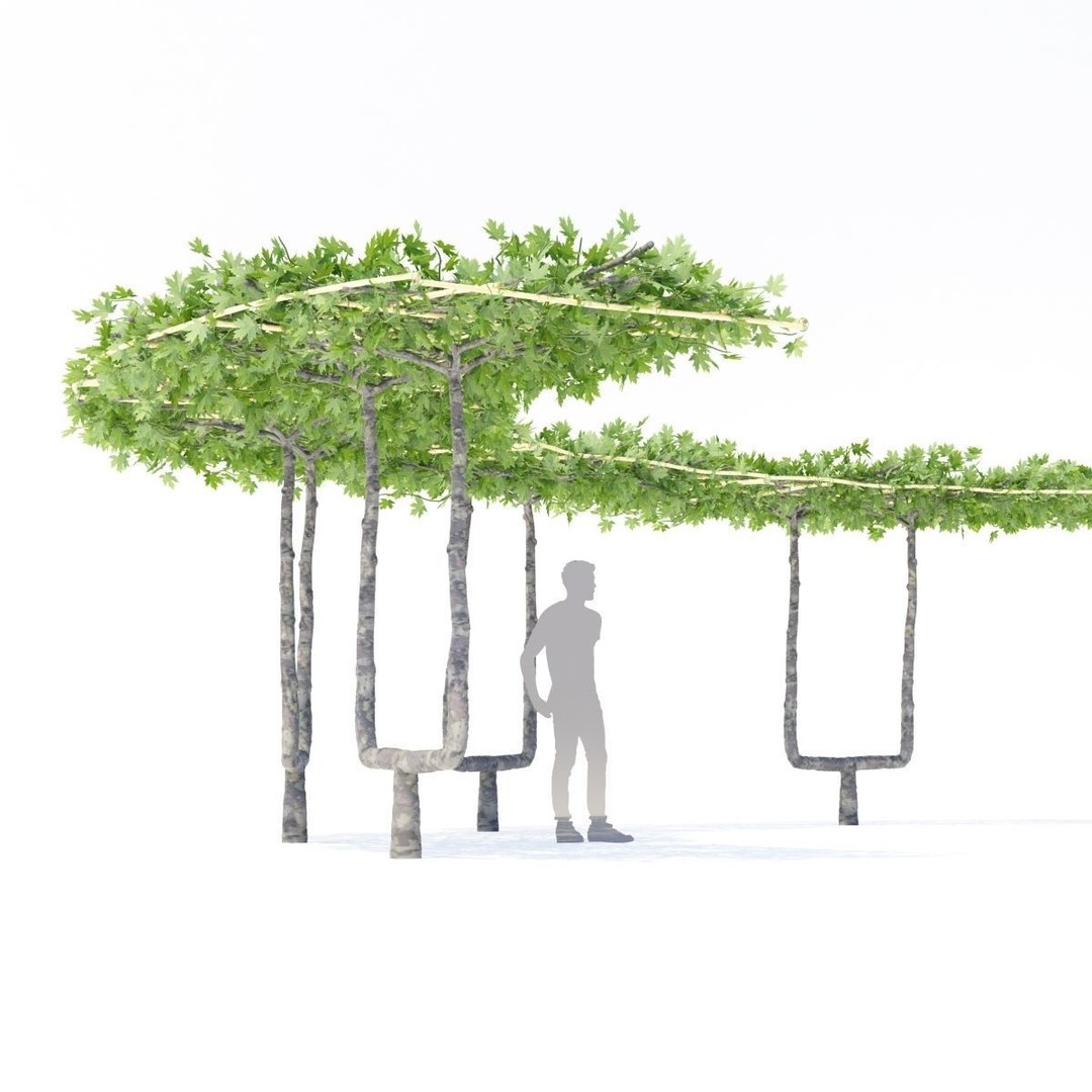 Platanus x Acerifolia 3D Model – Roof Style with Benches, FBX & OBJ - View 9