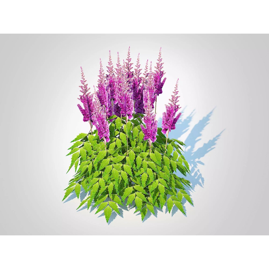 Astilbe jap -Koblenz 3D Model – Low Poly Game Asset, FBX, PBR Textures - View 2