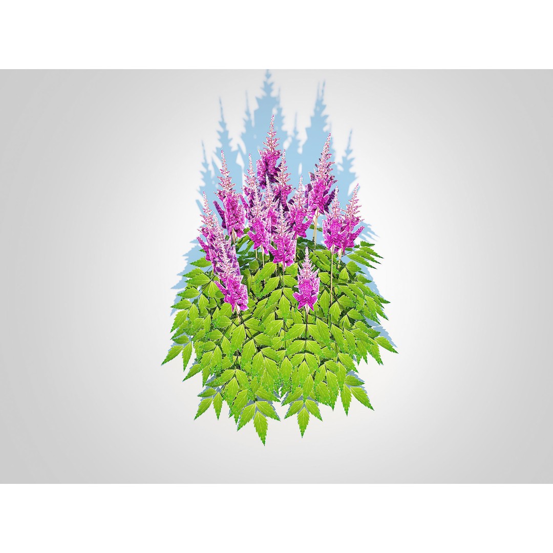 Astilbe jap -Koblenz 3D Model – Low Poly Game Asset, FBX, PBR Textures - View 3