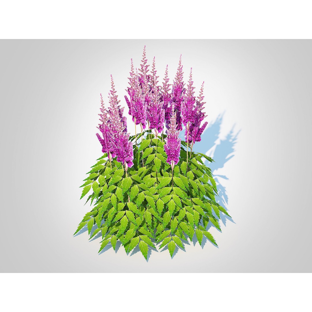 Astilbe jap -Koblenz 3D Model – Low Poly Game Asset, FBX, PBR Textures - View 4