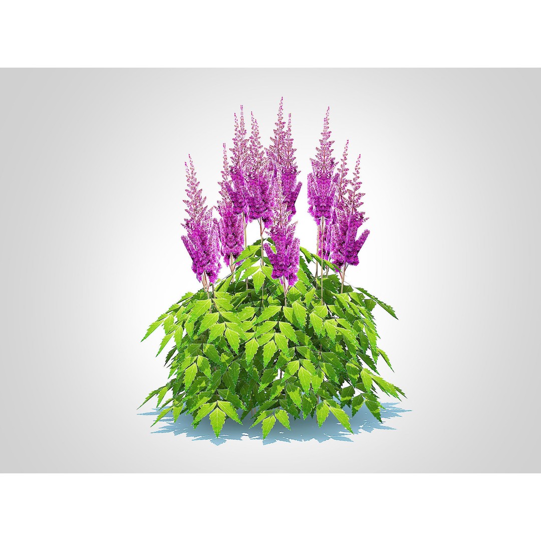 Astilbe jap -Koblenz 3D Model – Low Poly Game Asset, FBX, PBR Textures - View 5