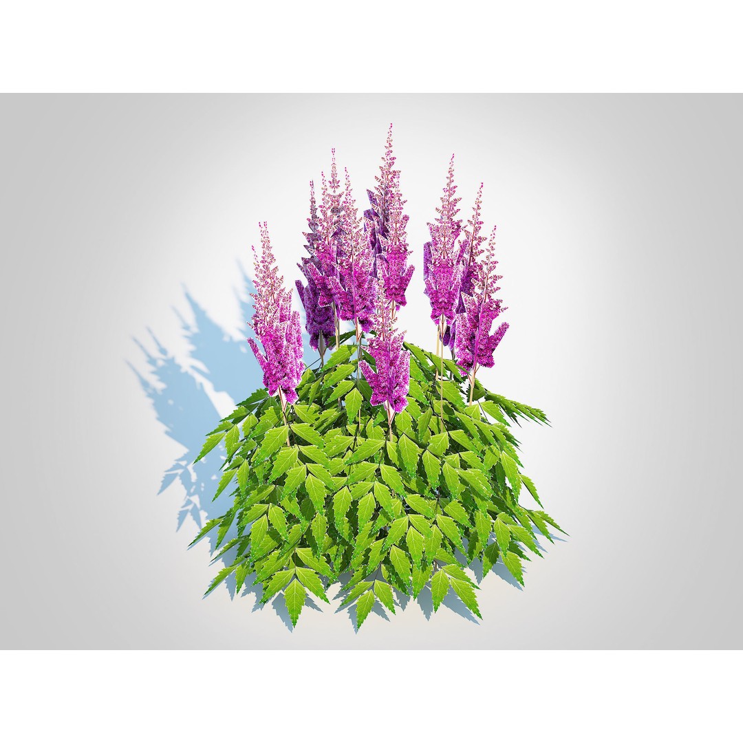 Astilbe jap -Koblenz 3D Model – Low Poly Game Asset, FBX, PBR Textures - View 6