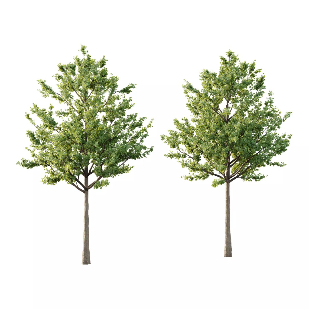 Acer Pseudoplatanus Tree 3D Model – High Poly PBR Asset, FBX & OBJ - View 2