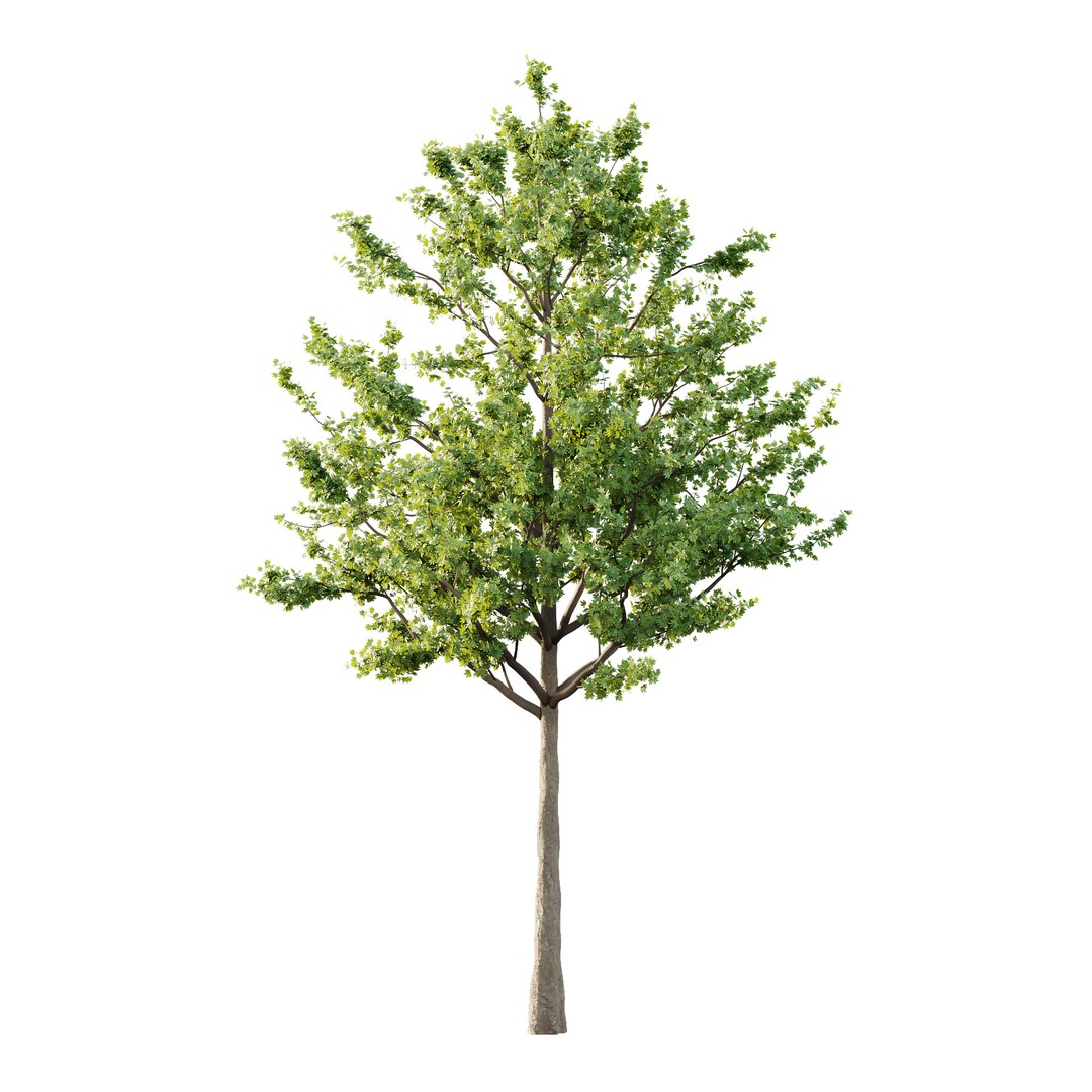 Acer Pseudoplatanus Tree 3D Model – High Poly PBR Asset, FBX & OBJ - View 3
