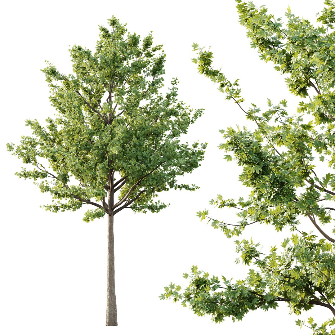 Acer Pseudoplatanus Tree 3D Model – High Poly PBR Asset, FBX & OBJ - View 4