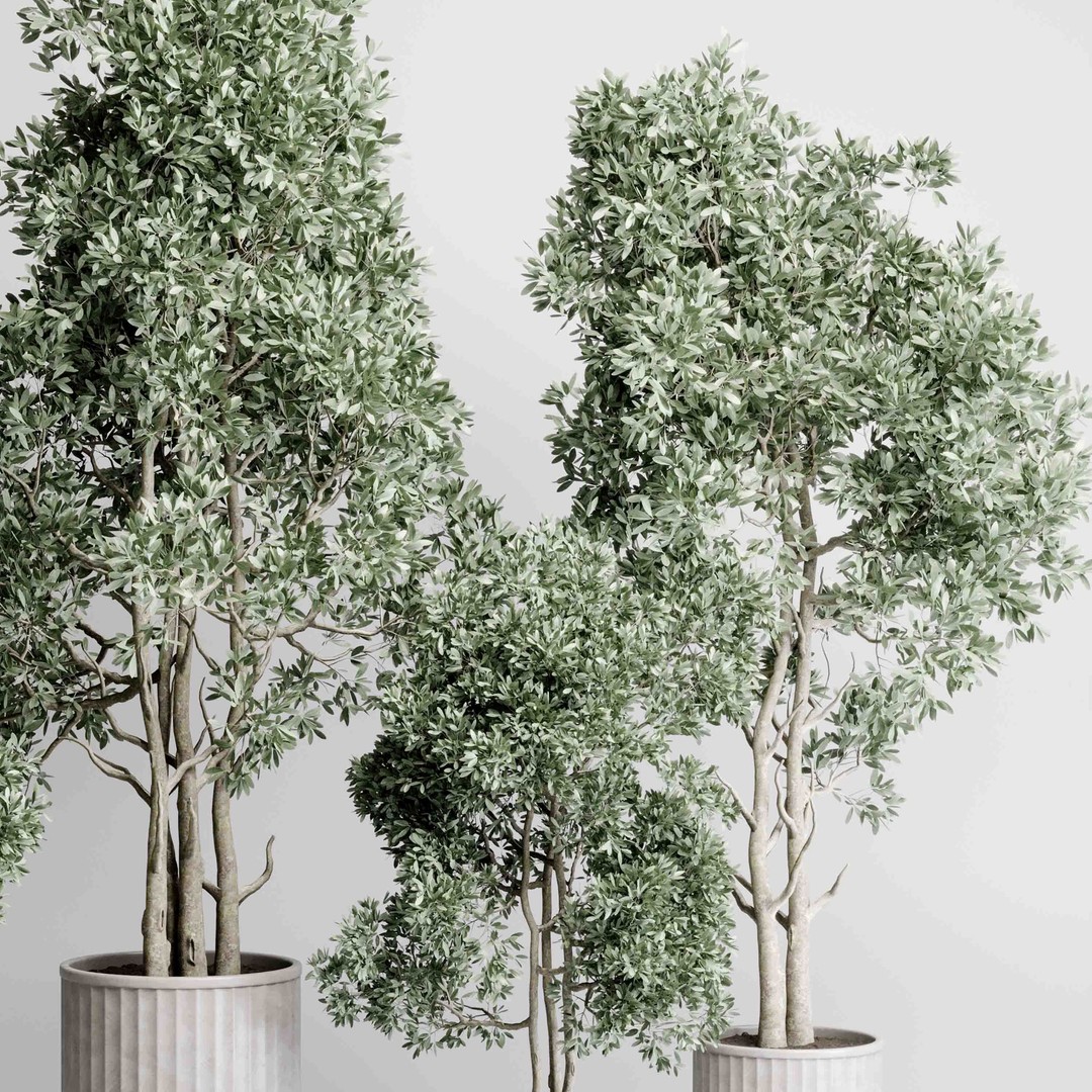 Indoor Tree 3D Model – Decorative Pot Plant with PBR Textures - View 6