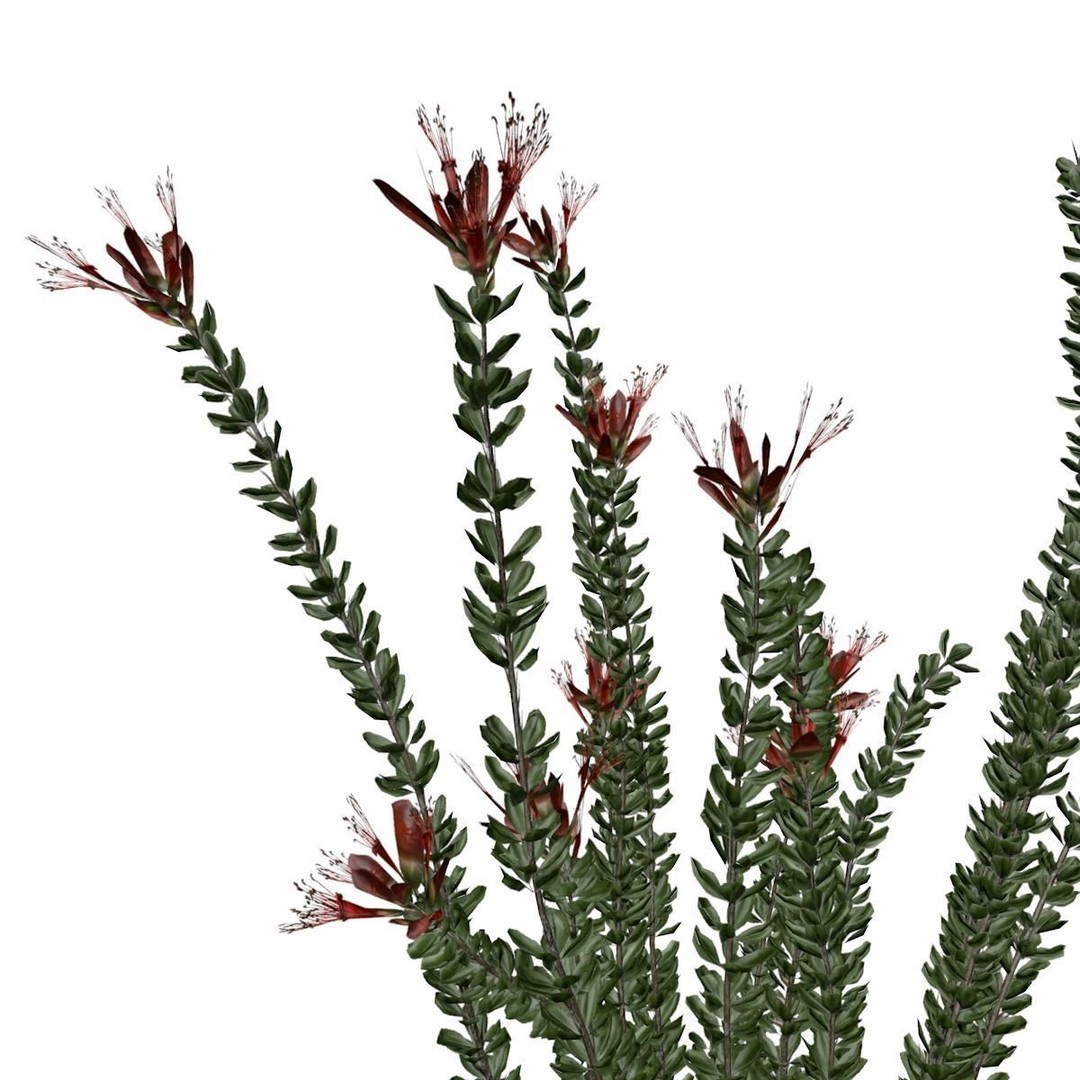 Ocotillo Plant 3D Model – Photorealistic Game Asset, FBX