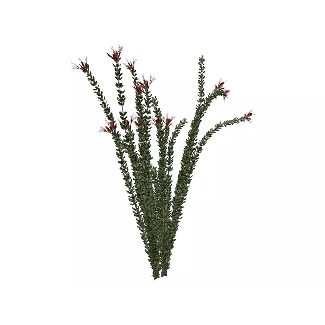 Ocotillo Plant 3D Model – Photorealistic Game Asset, FBX - View 2