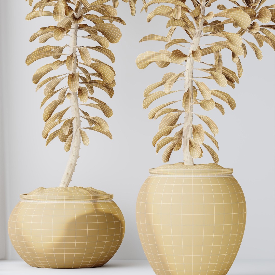 Euphorbia Drupifera 3D Model – High Poly Plant Asset, FBX, OBJ