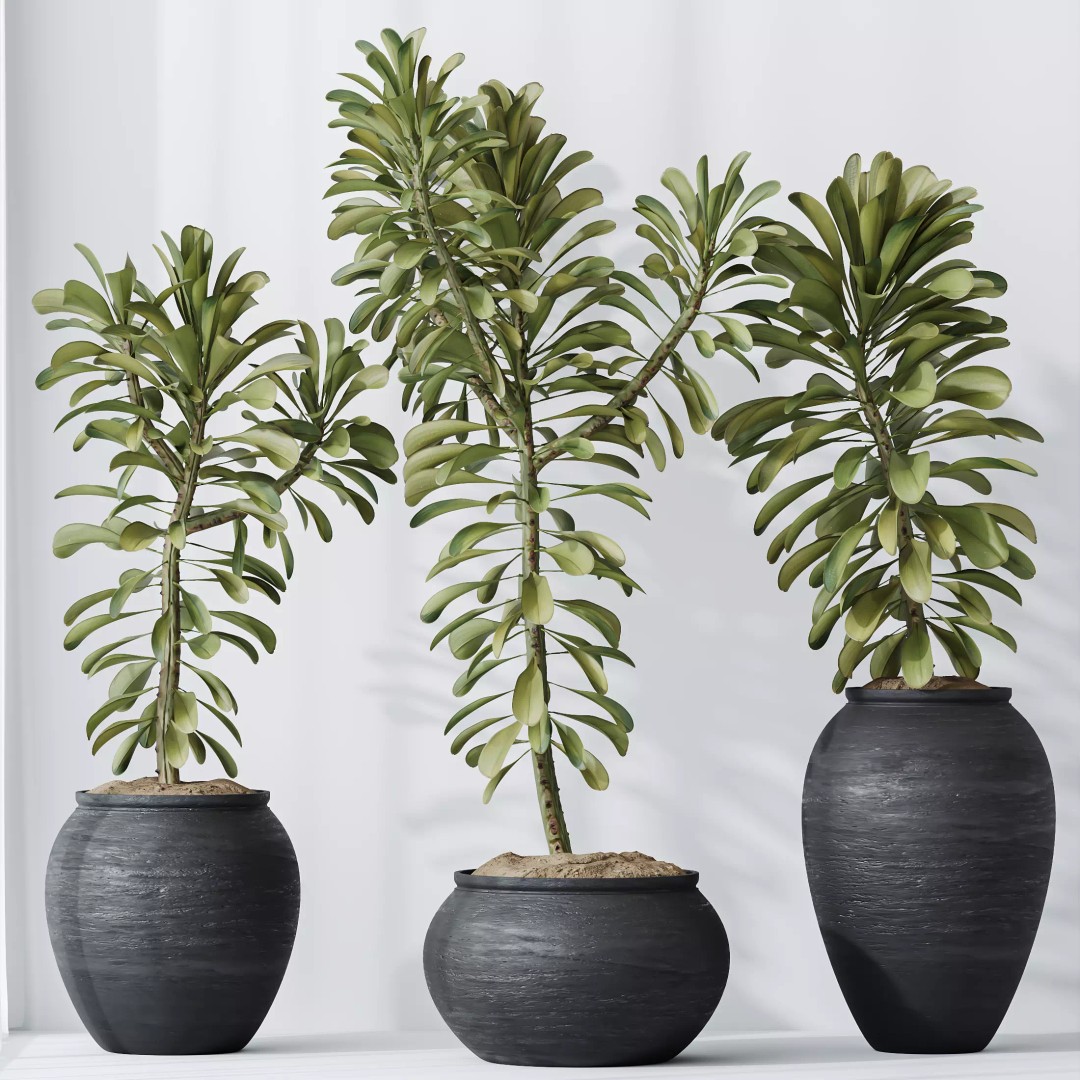 Euphorbia Drupifera 3D Model – High Poly Plant Asset, FBX, OBJ - View 2