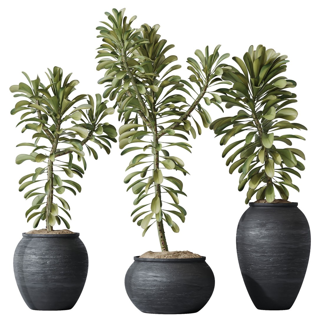 Euphorbia Drupifera 3D Model – High Poly Plant Asset, FBX, OBJ - View 3
