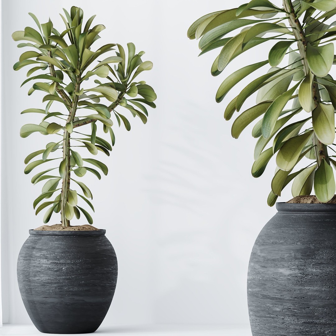 Euphorbia Drupifera 3D Model – High Poly Plant Asset, FBX, OBJ - View 4