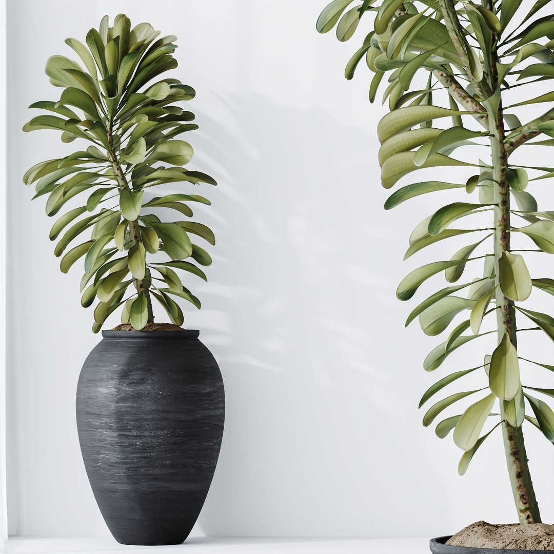 Euphorbia Drupifera 3D Model – High Poly Plant Asset, FBX, OBJ - View 5