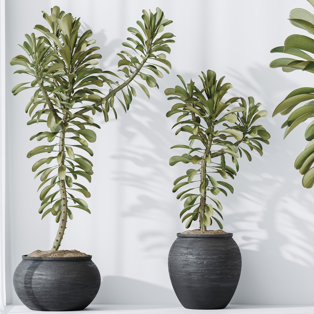 Euphorbia Drupifera 3D Model – High Poly Plant Asset, FBX, OBJ - View 6