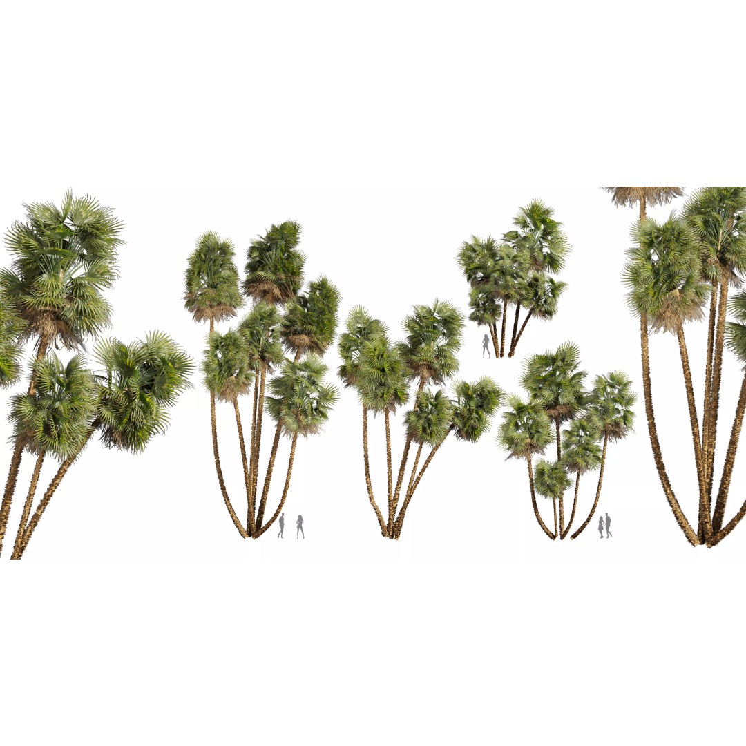 Acoelorrhaphe Wrightii 3D Model – PBR Palm Plant, FBX, Game Ready - View 2