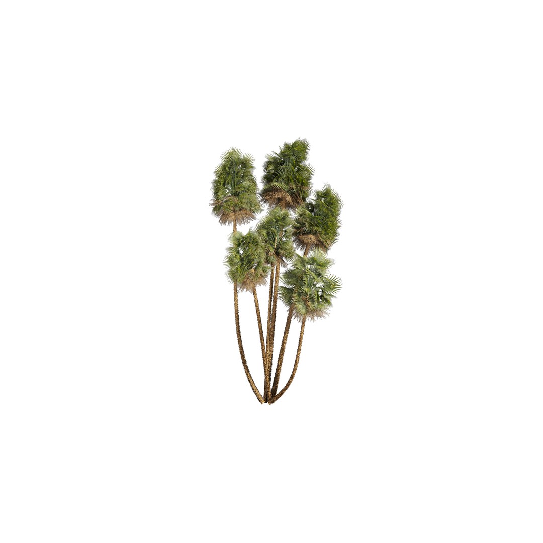 Acoelorrhaphe Wrightii 3D Model – PBR Palm Plant, FBX, Game Ready - View 3
