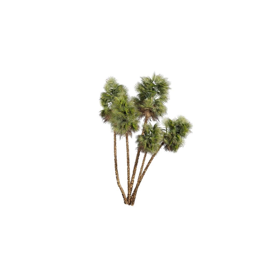 Acoelorrhaphe Wrightii 3D Model – PBR Palm Plant, FBX, Game Ready - View 4