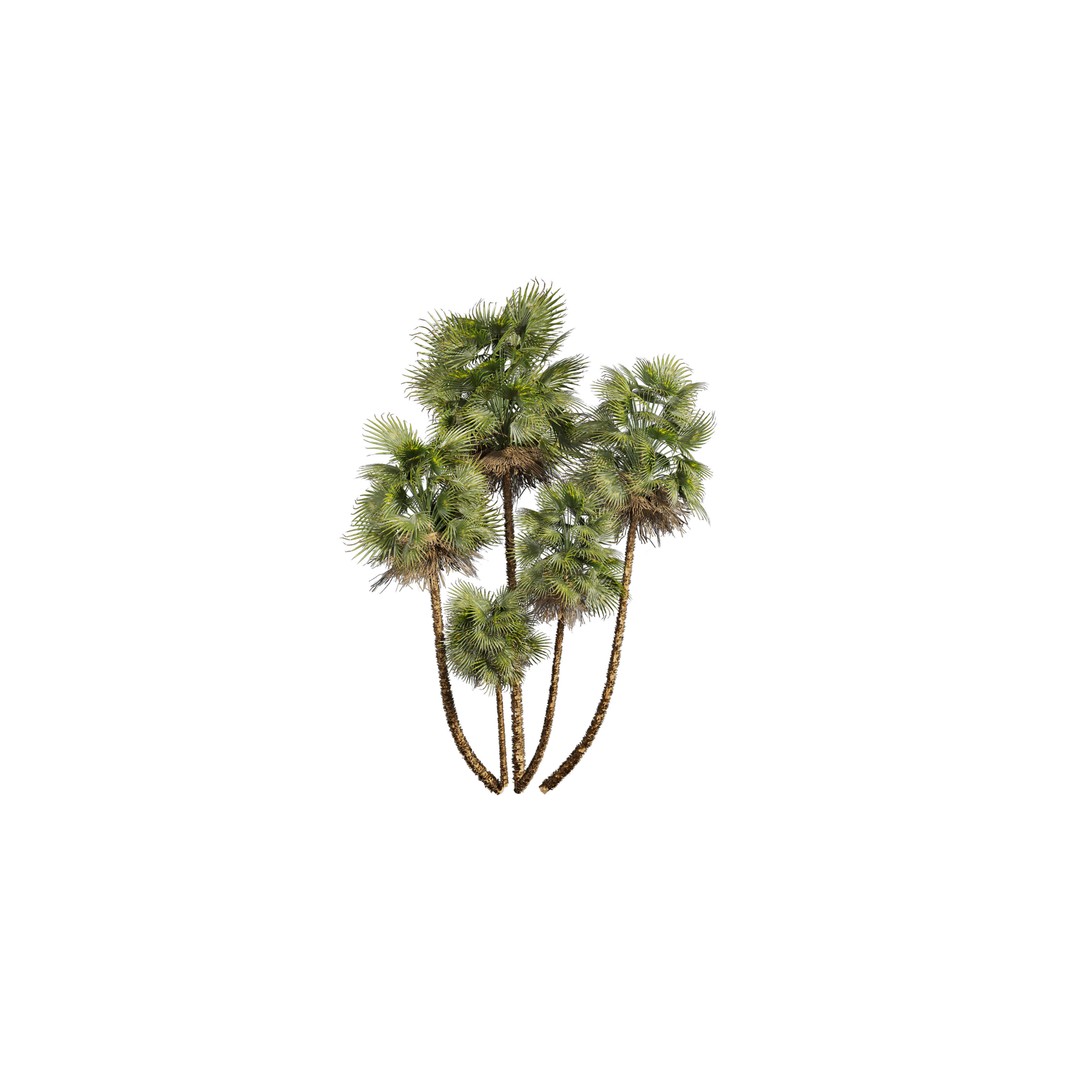 Acoelorrhaphe Wrightii 3D Model – PBR Palm Plant, FBX, Game Ready - View 5