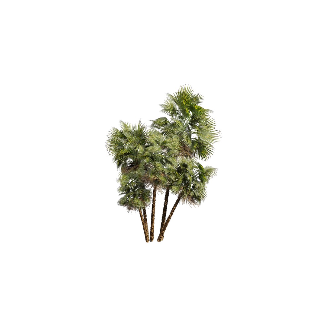 Acoelorrhaphe Wrightii 3D Model – PBR Palm Plant, FBX, Game Ready - View 6